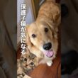 保護した子猫が気になって仕方がない犬...【ゴールデンレトリバー・ボーダーコリー】#shorts
