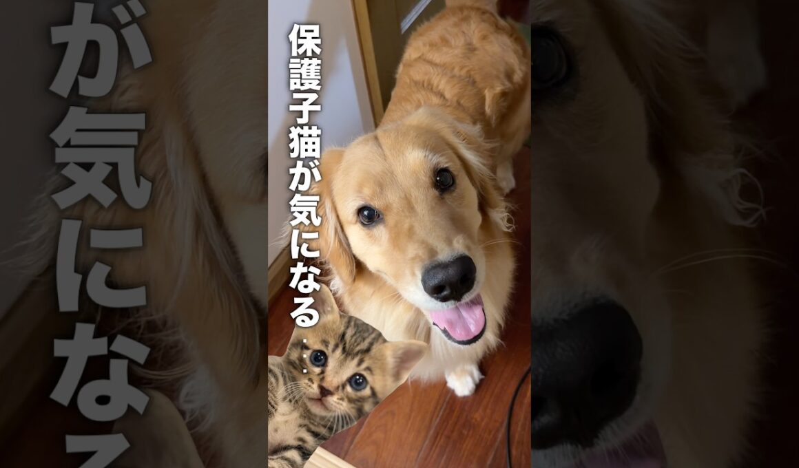 保護した子猫が気になって仕方がない犬...【ゴールデンレトリバー・ボーダーコリー】#shorts