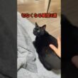 【全猫飼いが泣いた】良かれと思ってやったのに切なくなる瞬間3選