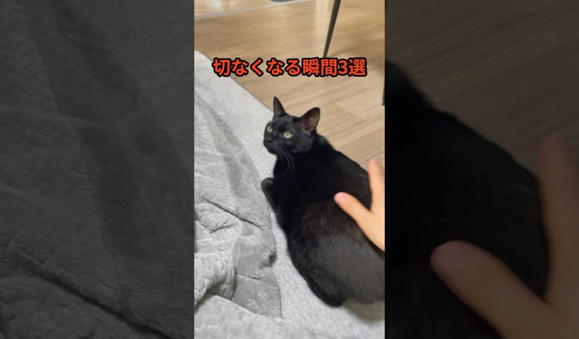 【全猫飼いが泣いた】良かれと思ってやったのに切なくなる瞬間3選