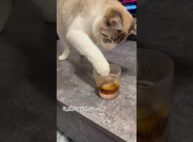 主の麦茶をちょんちょんしないで？ #トンキニーズ