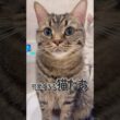 パパをお出迎えする猫たちが可愛すぎて無理www #cat #猫