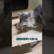 不思議な物を見つけました#ノルウェージャンフォレストキャット #norwegianforestcat #なにこれ