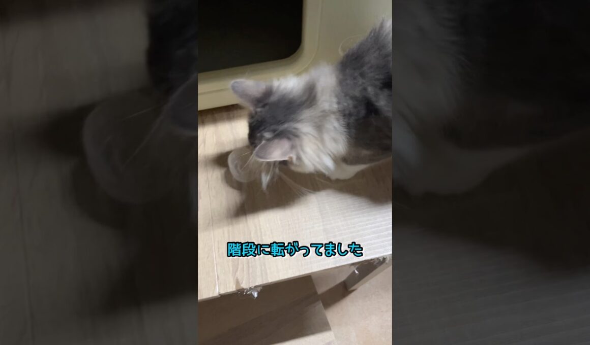 不思議な物を見つけました#ノルウェージャンフォレストキャット #norwegianforestcat #なにこれ