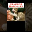 こんな小さい子猫も…大きく育ちました😺