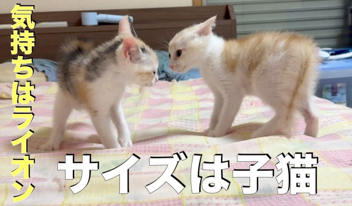 気持ちはライオン、サイズは子猫！可愛いニャンプロに癒された。