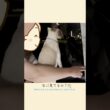 ラクトくんと静岡旅🐾✨【甘えん坊猫】