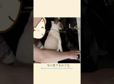 ラクトくんと静岡旅🐾✨【甘えん坊猫】