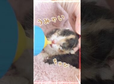 小さな子猫が前身でミルクを飲む姿がかわいすぎる　目的は分からないけど本人はかなり真剣【保護猫生活】