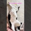 ピーちゃん寝ちゃった？☺️ #shorts #cat #猫のいる暮らし