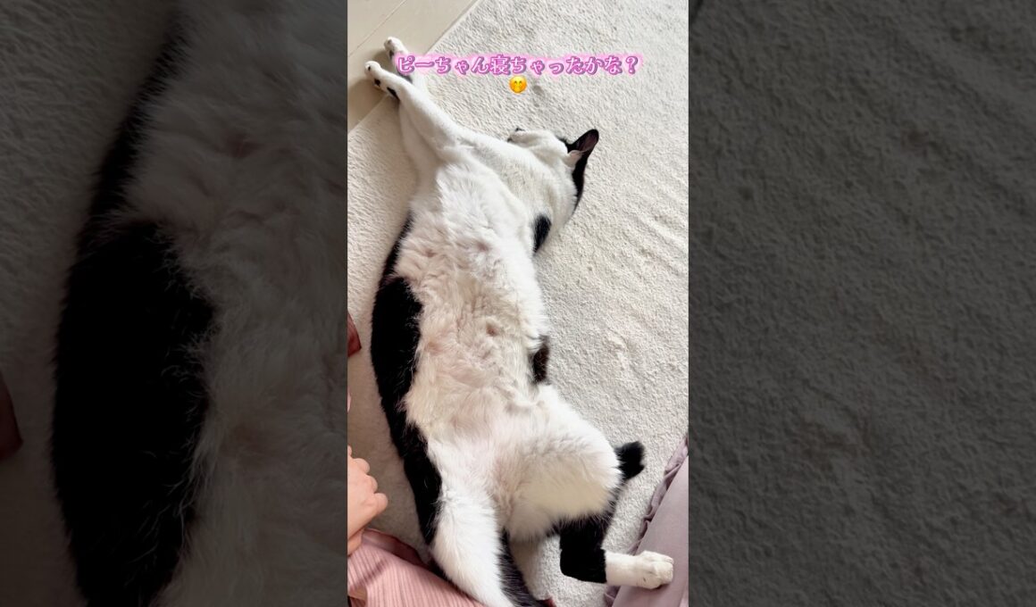 ピーちゃん寝ちゃった？☺️ #shorts #cat #猫のいる暮らし