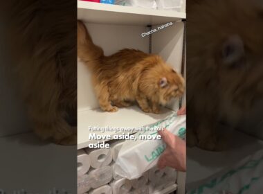 猫たちとお片付け／そこ、退いて退いて