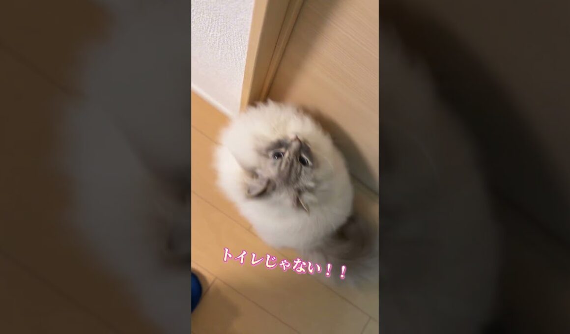 【ファイｯ】飼い主をトイレに連れていきたい猫ＶＳ早く一緒に寝て欲しい飼い主 #cat #サイベリアン #ねこ #ネヴァマスカレード #shorts