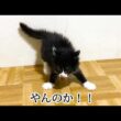 やんのかモードが止まらない子猫