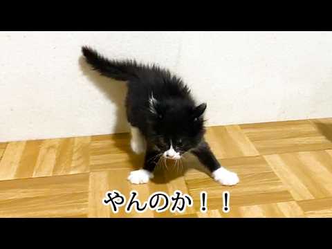 やんのかモードが止まらない子猫