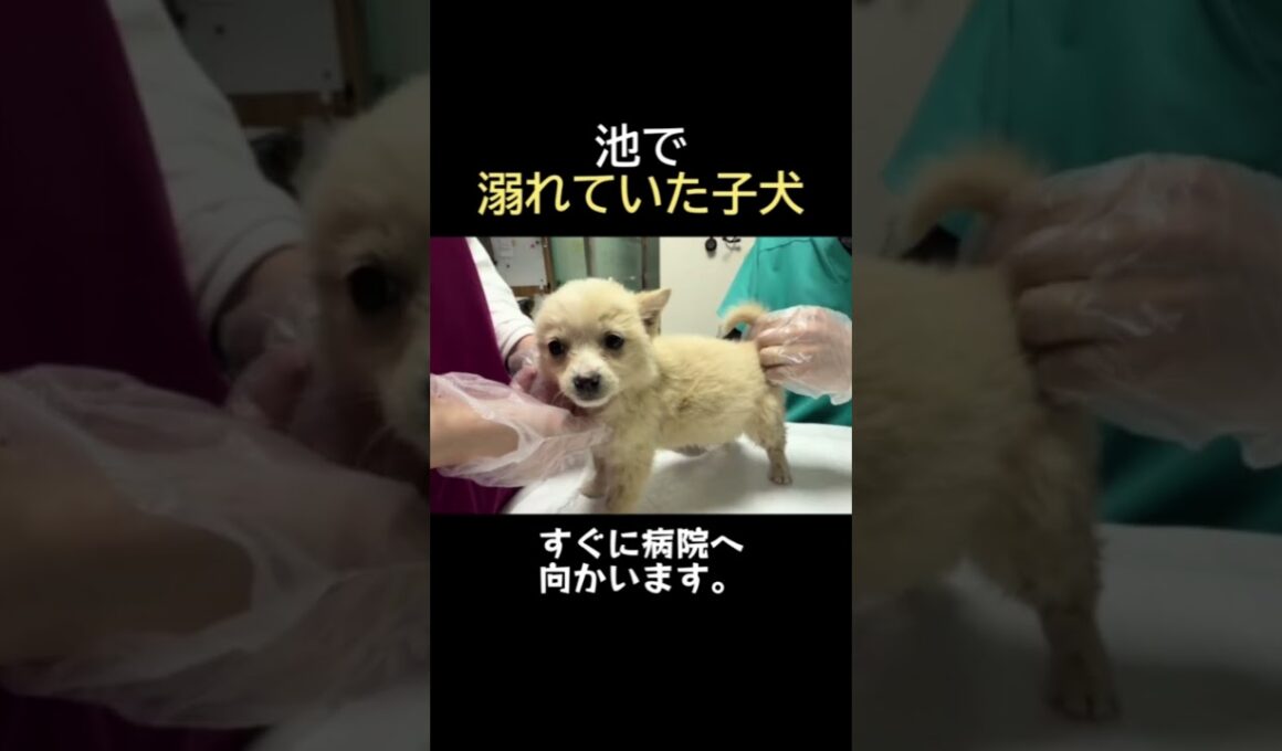 目もちゃんと開けられないまま、必死にしがみついてくる子猫。
