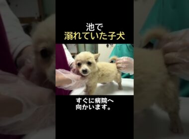 目もちゃんと開けられないまま、必死にしがみついてくる子猫。