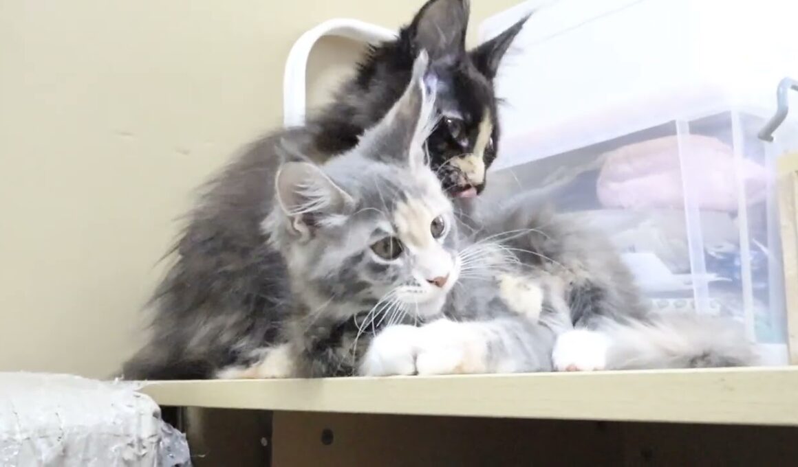 生後3ヶ月に成ったメインクーン子猫の安寿ちゃん