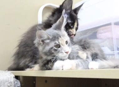 生後3ヶ月に成ったメインクーン子猫の安寿ちゃん