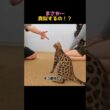 最高のトレーナー#猫 #子猫 #猫動画