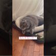 なんかない？ #ねこ動画 #アメリカンカール