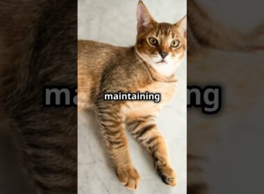 The Exotic Chausie Cat #pets #pawsandwhiskers #dog