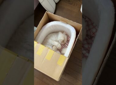 😽お気に入りの居場所（片付けていたのに…😻みつかってしまう…）【猫：今日のひとコマ】ホワイトヒマラヤン15歳チーノ　#cat #cute #猫のいる暮らし