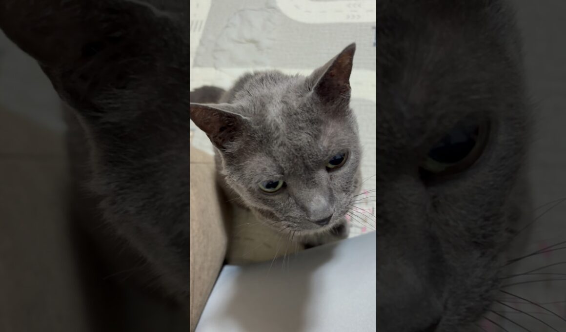 撫でろ。撫でろ！_20260605 #shorts #cat #猫 #ロシアンブルー