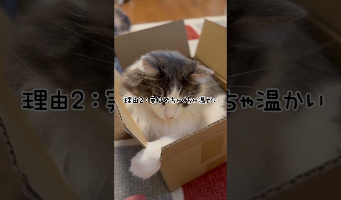 やっぱり箱が好き❤️ #cutecat #catlove #ノルウェージャンフォレストキャット
