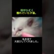 目もちゃんと開けられないまま、必死にしがみついてくる子猫。
