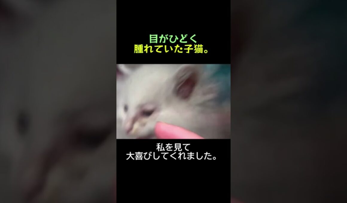 目もちゃんと開けられないまま、必死にしがみついてくる子猫。