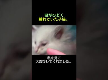 目もちゃんと開けられないまま、必死にしがみついてくる子猫。
