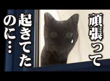 国際宇宙ステーション「きぼう」を観る事が出来なかった猫！