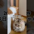 2026/06/09今日のしーちゃん #猫 #ペルシャ #シエル #cat #猫のいる暮らし