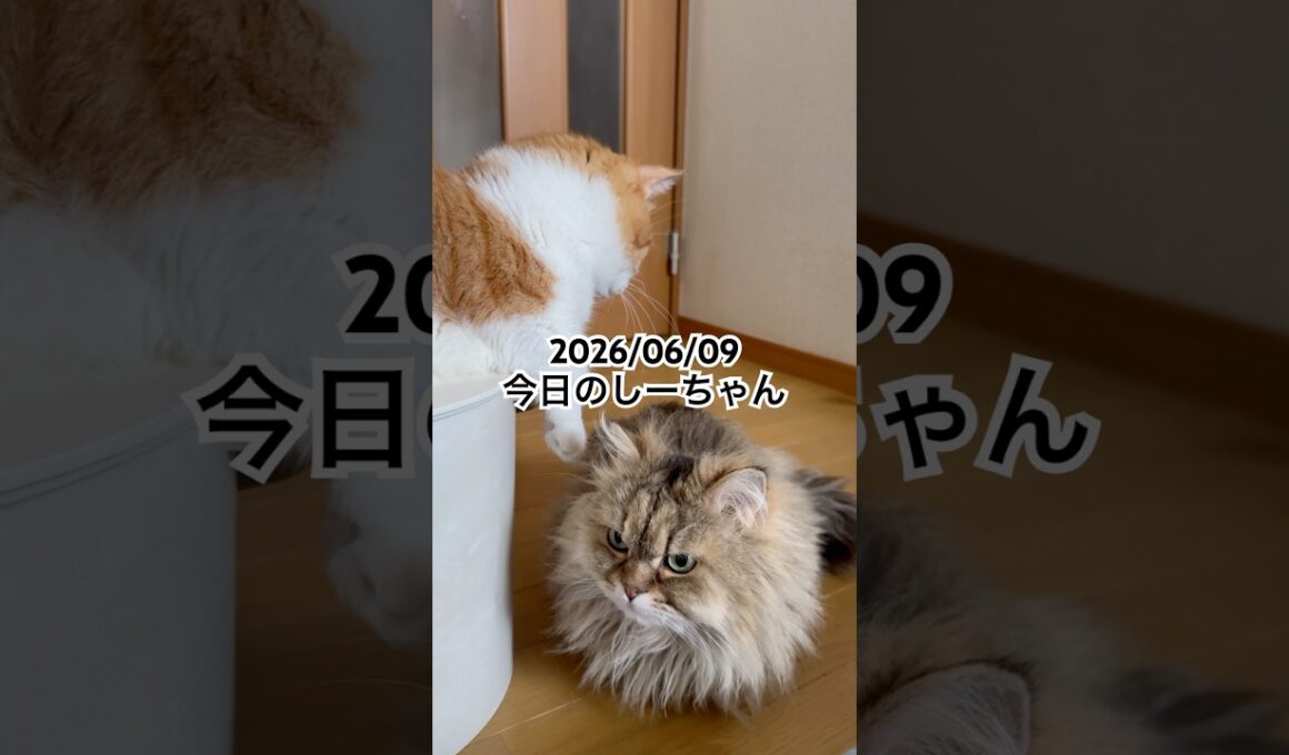 2026/06/09今日のしーちゃん #猫 #ペルシャ #シエル #cat #猫のいる暮らし
