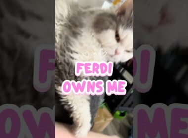 Ferdi Owns Me