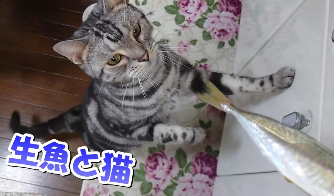 お魚大好きソラさん！涼しくなってきた！（アメリカンショートヘア）