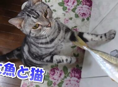 お魚大好きソラさん！涼しくなってきた！（アメリカンショートヘア）