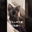 甘え方が可愛すぎる子猫【双子保護猫】 #子猫 #猫 #保護猫 #cat