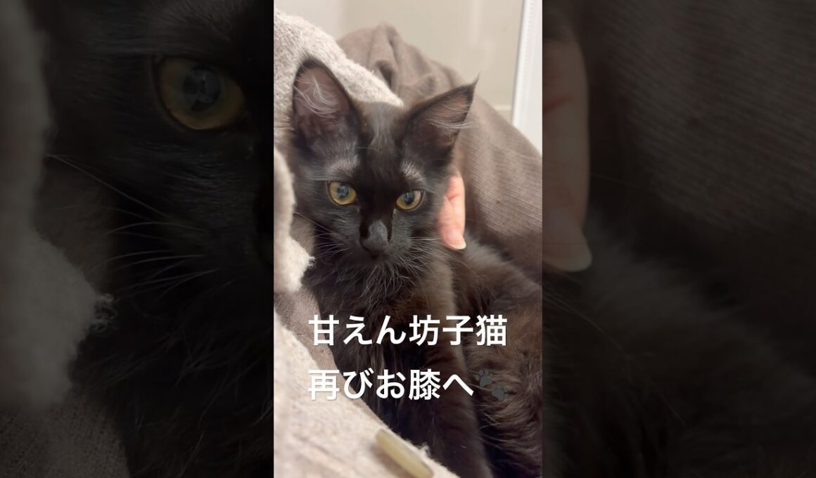 甘え方が可愛すぎる子猫【双子保護猫】 #子猫 #猫 #保護猫 #cat