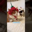 スノーシュー猫のケアの頭は苺で出来てるのにゃ #shorts #cat #猫のいる暮らし