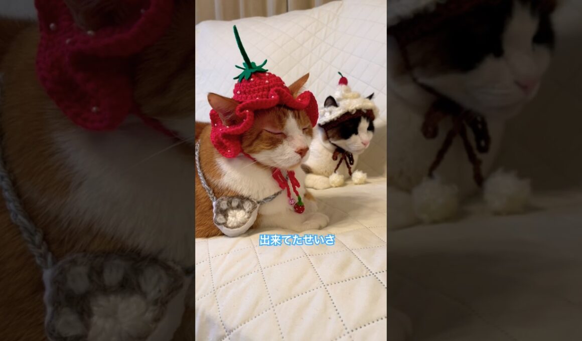 スノーシュー猫のケアの頭は苺で出来てるのにゃ #shorts #cat #猫のいる暮らし