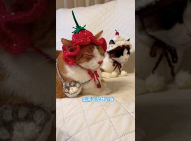 スノーシュー猫のケアの頭は苺で出来てるのにゃ #shorts #cat #猫のいる暮らし
