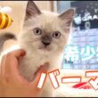 【2026.6.9】希少猫種再び仲間入り！超人懐っこく勇敢な性格のバーマンの男の子が東川口店初登場です！