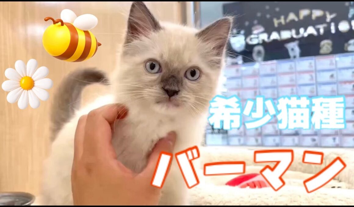 【2026.6.9】希少猫種再び仲間入り！超人懐っこく勇敢な性格のバーマンの男の子が東川口店初登場です！