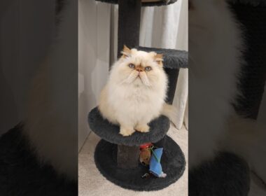 Himalayan Persian Cat