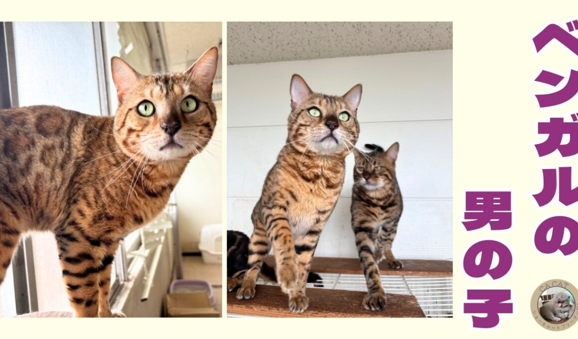 【ベンガル】かわいい猫ちゃんをご紹介🐾【猫じゃらし】