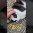 三毛猫みけ子の昼休みその1 #三毛猫 #ねこ