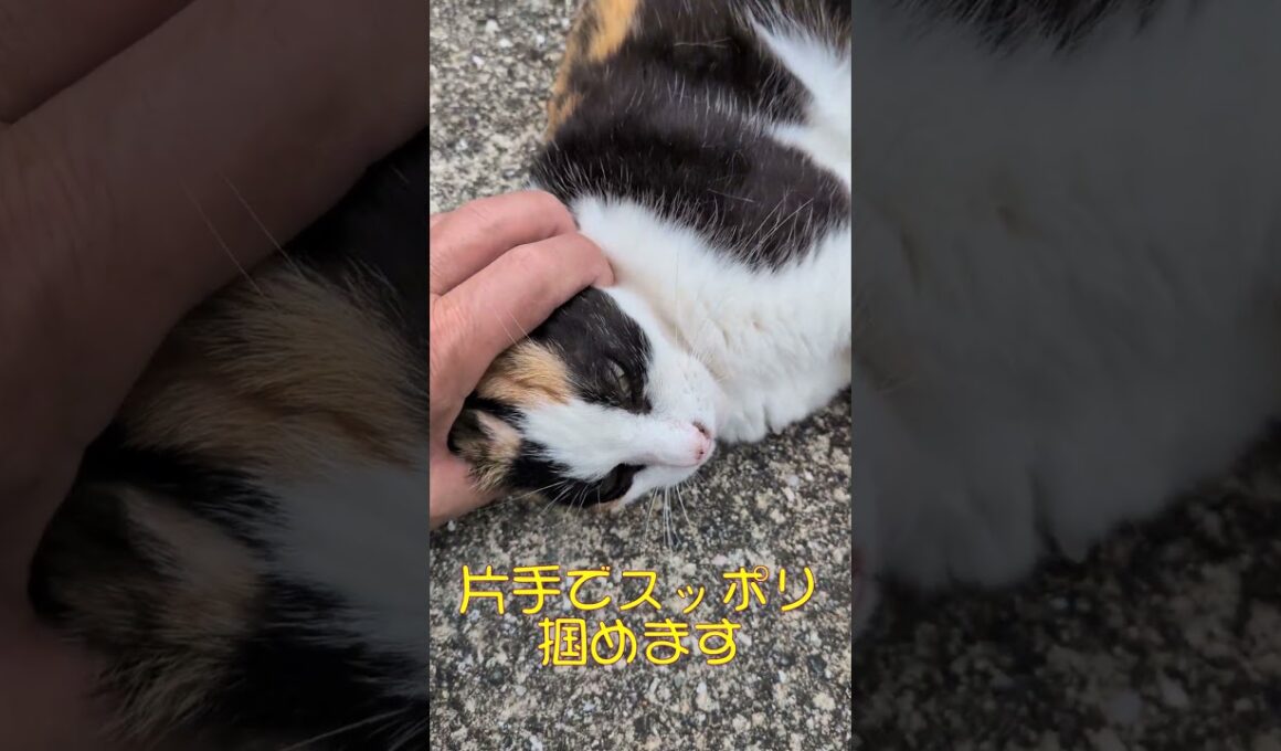 三毛猫みけ子の昼休みその1 #三毛猫 #ねこ