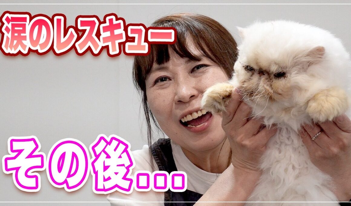 【ちゅんちゅん】天国のママへ僕たちは元気です！涙のレスキューあの猫ちゃんはどうなった？お手入れ大好きすぎてよだれが止まらないｗｗ【ペルシャ】